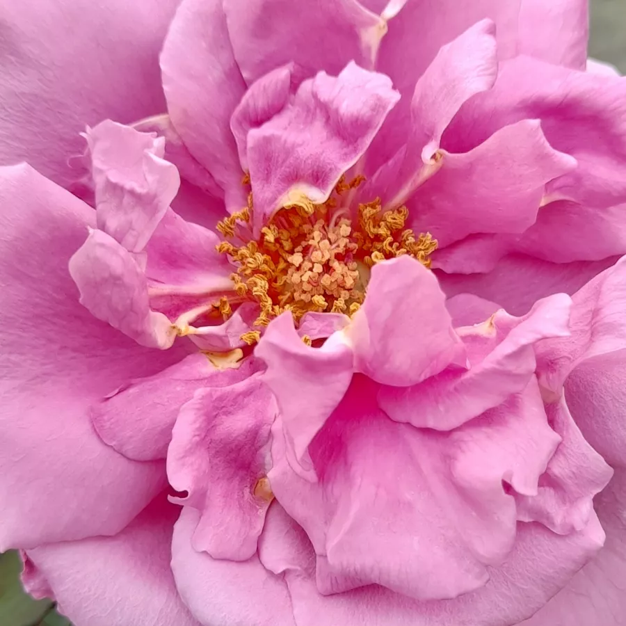 Csúcsos - Rózsa - Mauve Melodee - online rózsa vásárlás