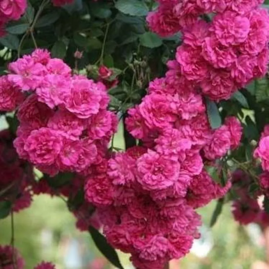 Róża o dyskretnym zapachu - Róża - Kessi - sadzonki róż sklep internetowy - online