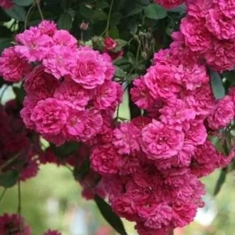Róża okrywowa - Róża - Kessi - sadzonki róż sklep internetowy - online