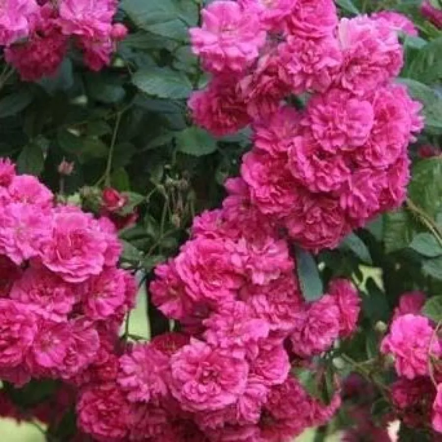 Diskreten vonj vrtnice - Roza - Kessi - vrtnice - proizvodnja in spletna prodaja sadik