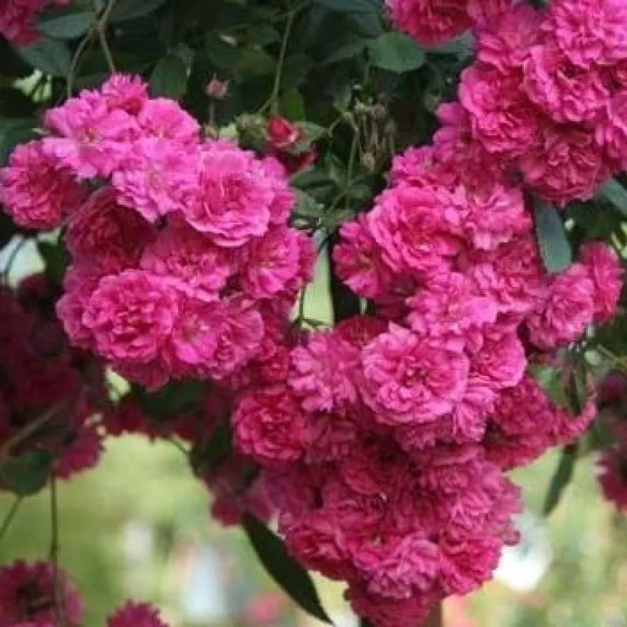 Heinrich Schultheis - Róża - Kessi - sadzonki róż sklep internetowy - online
