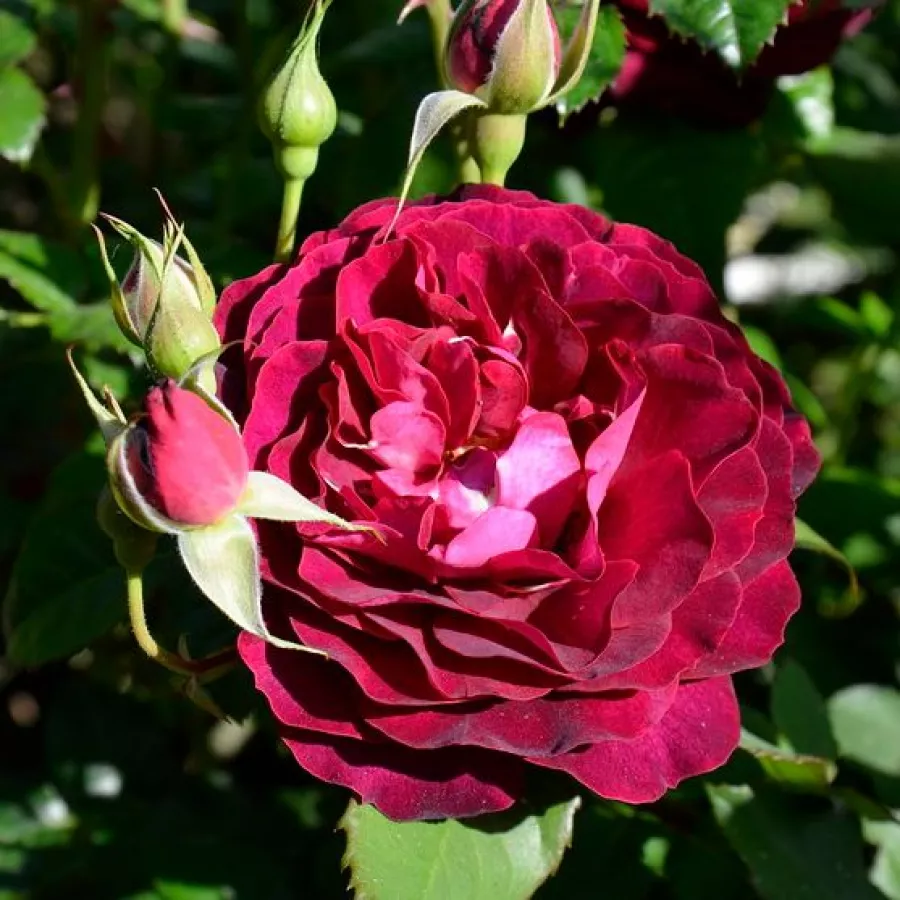 Rdeča - Roza - Léa Mège - vrtnice - proizvodnja in spletna prodaja sadik