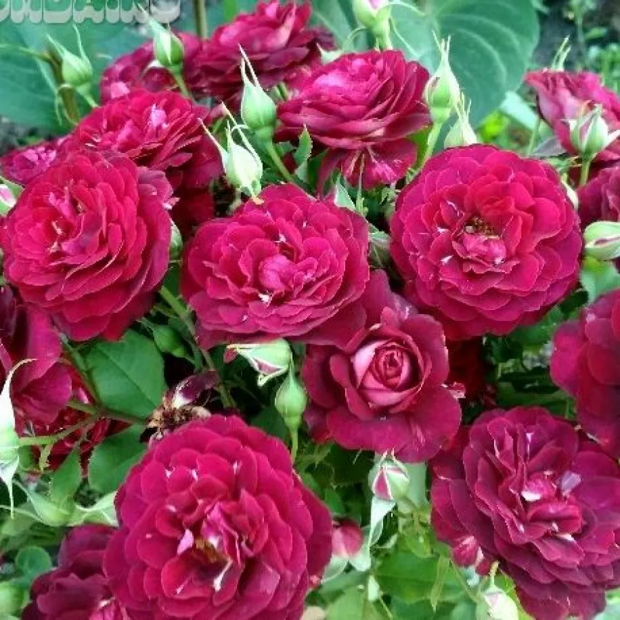 Park ruža - Ruža - Léa Mège - sadnice ruža - proizvodnja i prodaja sadnica