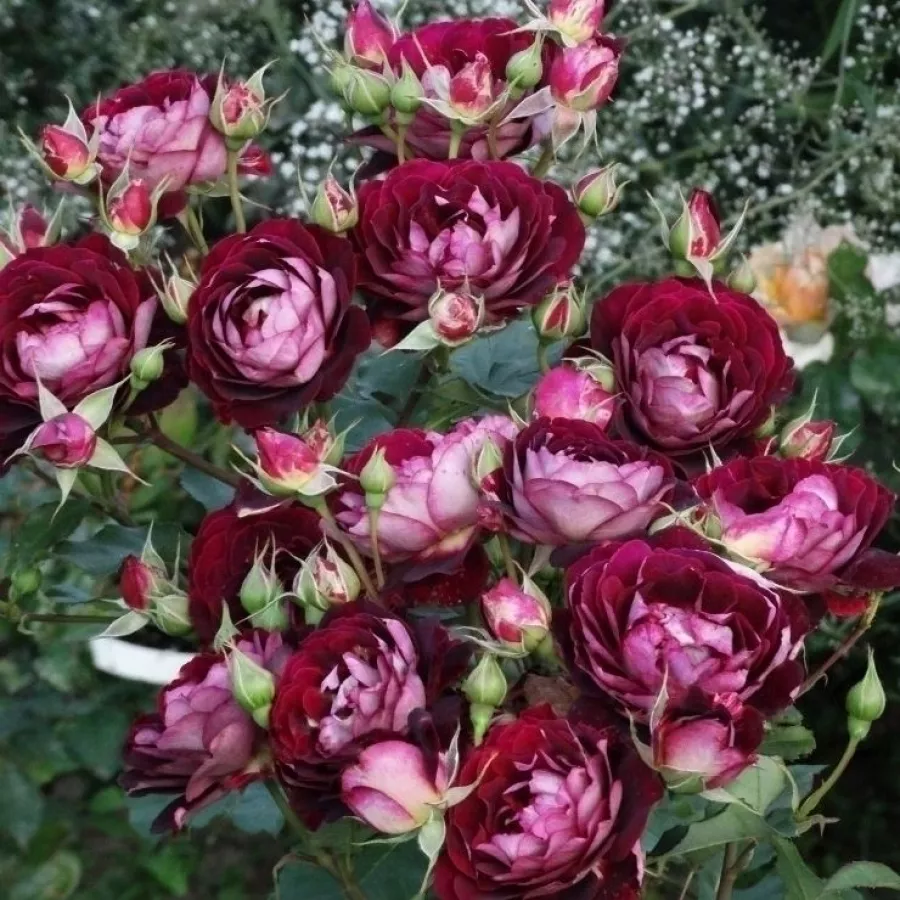 šaličast - Ruža - Léa Mège - sadnice ruža - proizvodnja i prodaja sadnica
