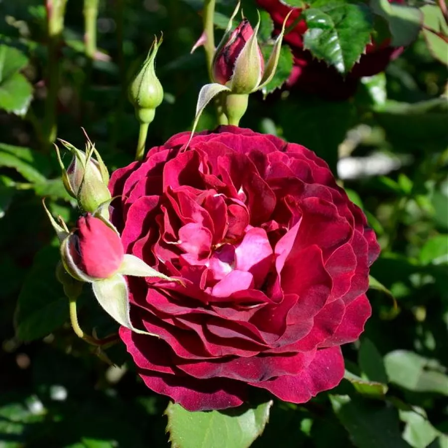 U kiticama - Ruža - Léa Mège - sadnice ruža - proizvodnja i prodaja sadnica