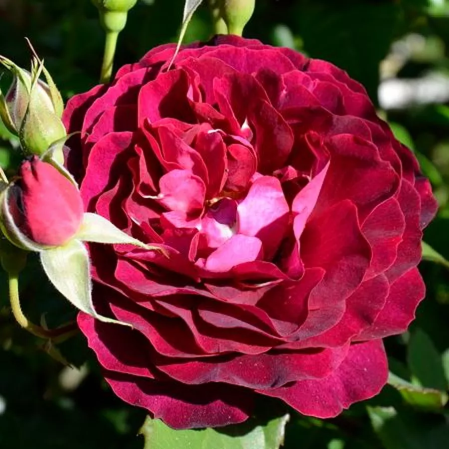 Dominique Massad - Ruža - Léa Mège - sadnice ruža - proizvodnja i prodaja sadnica
