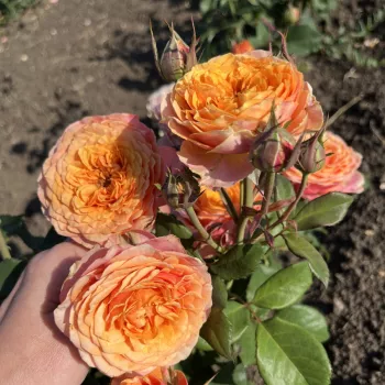 NOELIA – orange Teehybride Rose - pharmaROSA®