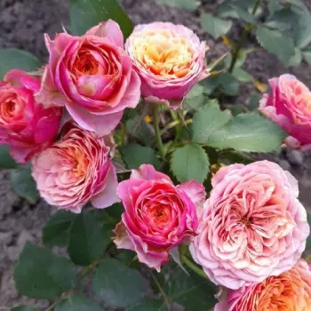 Lebendige orange Grundfarbe mit rosafarbenem Glanz. - teehybride rose - sehr schwache, kaum wahrnehmbare duftrose - mild, neutraler charakter