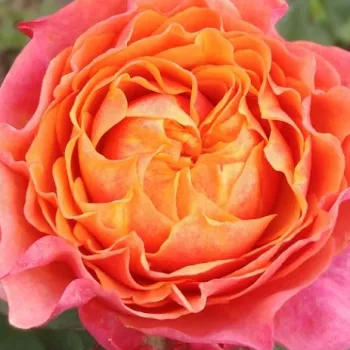 Online rosenkauf - orange - sehr schwache, kaum wahrnehmbare duftrose - Noelia - teehybride rose - (95-125 cm)