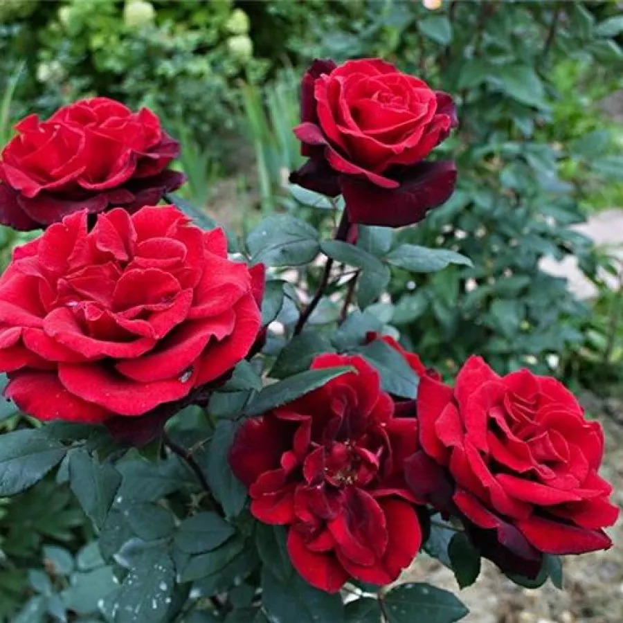 Czerwony - Róża - Barkarole® - Szkółka Róż Rozaria
