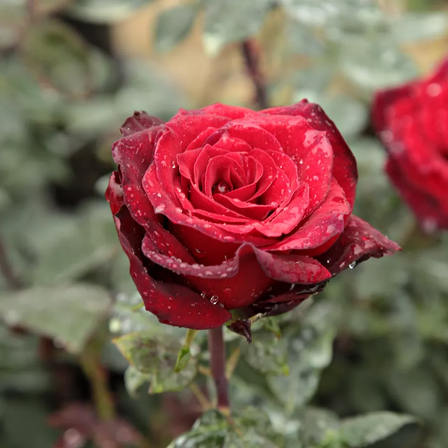 Trandafir cu parfum discret - Trandafiri - Barkarole® - Trandafiri online