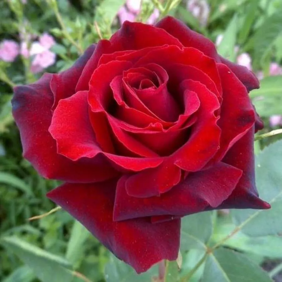 Czerwony - Róża - Barkarole® - 
