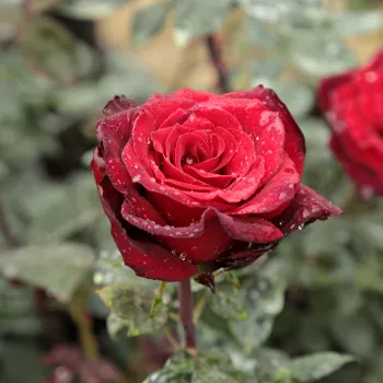 Rosa Barkarole® - rouge - rosier haute tige - Fleurs hybrid de thé
