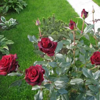 Sötétpiros - teahibrid virágú - magastörzsű rózsafa - diszkrét illatú rózsa - gyümölcsös aromájú
