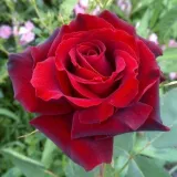 Rosiers hybrides de thé - Rosa Barkarole® - rouge - rosier en ligne pépinières - parfum discret