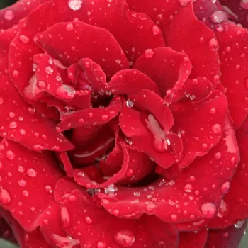 Online rózsa vásárlás - teahibrid rózsa - diszkrét illatú rózsa - gyümölcsös aromájú - Barkarole® - vörös - (90-160 cm)