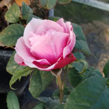 ANNAMAY – rózsaszín teahibrid rózsa - pharmaROSA®