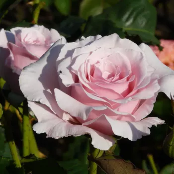 Das zarte Pastellrosa der Blütenblätter wird in der Mitte durch einen leicht tieferen Ton bereichert. - teehybride rose - sehr stark duftende, den garten erfüllende rose - süß, klassisch rosig