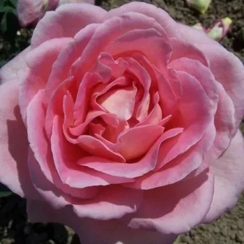 Rosen Online Gärtnerei - rosa - sehr stark duftende, den garten erfüllende rose - Anna Pavlova - teehybride rose - (80-120 cm)