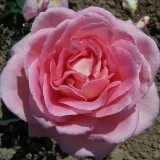 Rózsaszín - teahibrid rózsa - intenzív illatú rózsa - mangó aromájú - Rosa Anna Pavlova - Online rózsa rendelés
