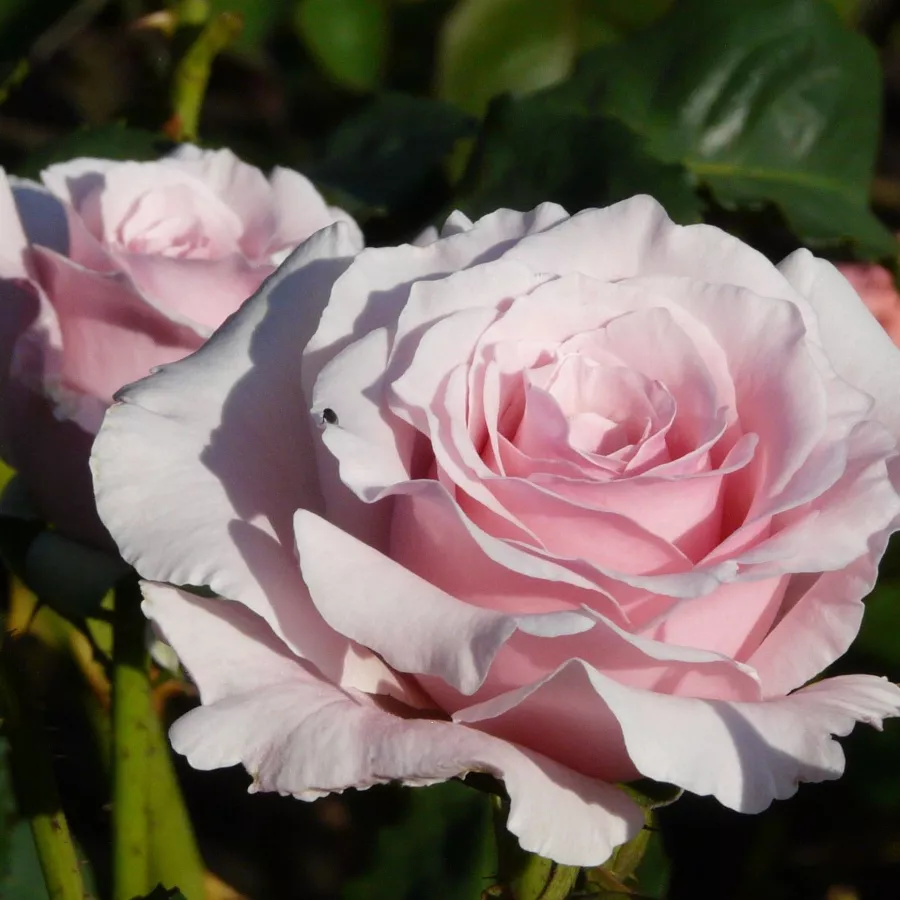 Rosales híbridos de té - Rosa - Anna Pavlova - comprar rosales online