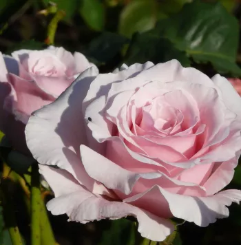 Rosa Anna Pavlova - różowy - hybrydowa róża herbaciana