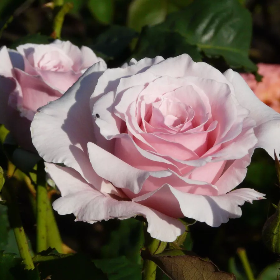 Tömvetelt virágú - Rózsa - Anna Pavlova - online rózsa vásárlás