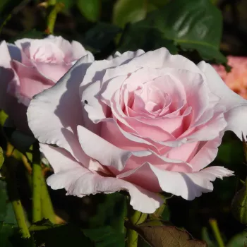 Rosa claro - rosales híbridos de té - rosa de fragancia intensa - mango