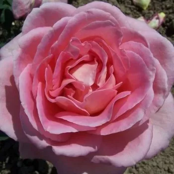 Online rózsa vásárlás - rózsaszín - Anna Pavlova - teahibrid rózsa - intenzív illatú rózsa - mangó aromájú - (100-120 cm)