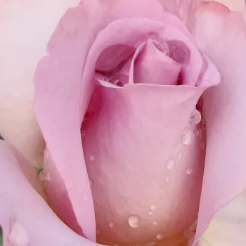 Rózsa rendelés online - lila - teahibrid rózsa - Blue Girl - diszkrét illatú rózsa - mangó aromájú - (70-90 cm)