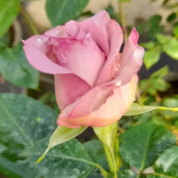 Rosa Blue Girl - lila - teahibrid rózsa