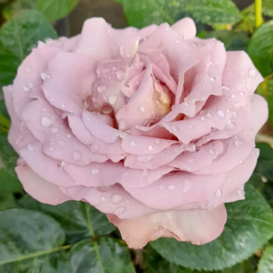 Morado - Rosa - Blue Girl - rosal de pie alto