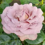 Morado - rosal de pie alto - árbol de rosas híbrido de té – rosal de pie alto - Rosa Blue Girl - rosa de fragancia discreta - mango