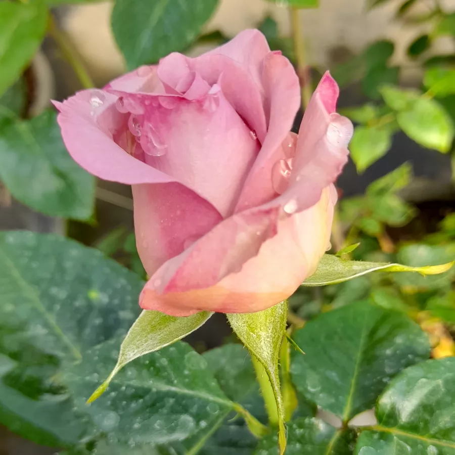 árbol de rosas híbrido de té – rosal de pie alto - Rosa - Blue Girl - rosal de pie alto