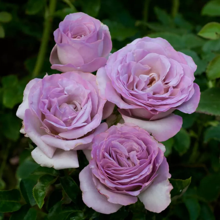 Hibridna čajevka - Ruža - Blue Girl - sadnice ruža - proizvodnja i prodaja sadnica