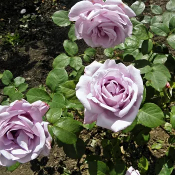 Ljubičasta - hibridna čajevka - ruža diskretnog mirisa - aroma manga