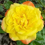Sárga - teahibrid rózsa - Online rózsa vásárlás - Rosa Banzai - diszkrét illatú rózsa - méz aromájú