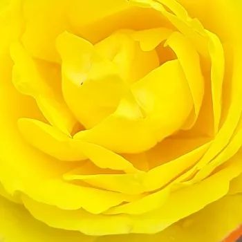 Online rózsa kertészet - sárga - teahibrid rózsa - Banzai - diszkrét illatú rózsa - méz aromájú - (80-90 cm)