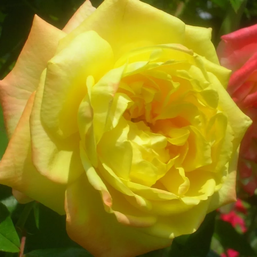 Amarillo - Rosa - Banzai - Comprar rosales online