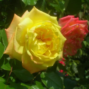 Amarillo - árbol de rosas híbrido de té – rosal de pie alto - rosa de fragancia discreta - miel