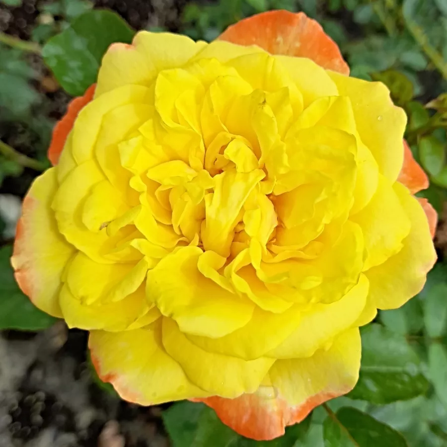 Amarillo - Rosa - Banzai - comprar rosales online