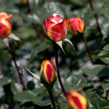 Rosa Banzai - sárga - teahibrid rózsa