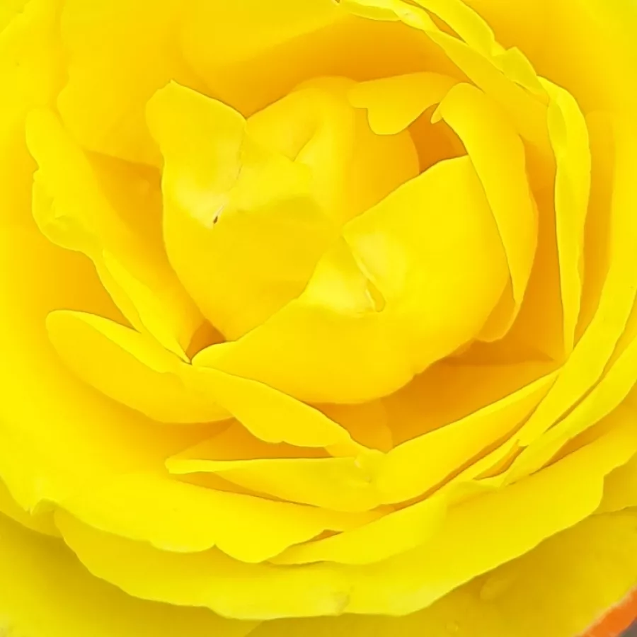 Meilland International - Roza - Banzai - vrtnice online