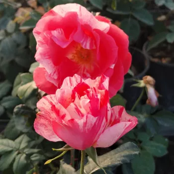 DELSTROR – zalmroze floribunda-perkroos - Delbard & Delbard