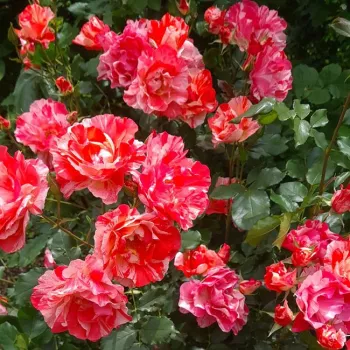 Basiskleur zalmroze, rijkelijk versierd met fijne witte en lichtroze strepen. - floribunda bloembedroos - zacht, ingetogen geurende roos - fris, fruitig-roosachtig karakter