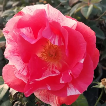 Rozen bestellen online - zalmroze - zacht, ingetogen geurende roos - Delstror - floribunda bloembedroos - (90-115 cm)