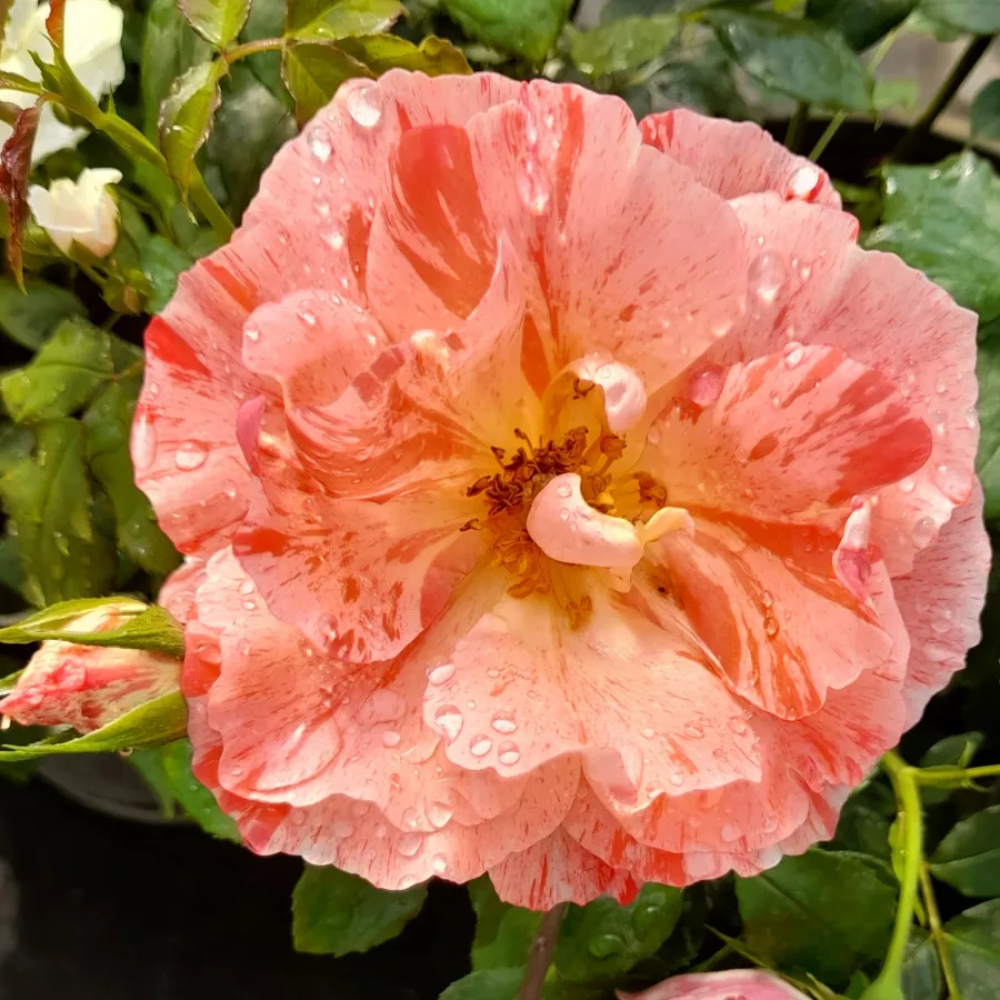 Virágágyi floribunda rózsa - Rózsa - Grimaldi - online rózsa vásárlás