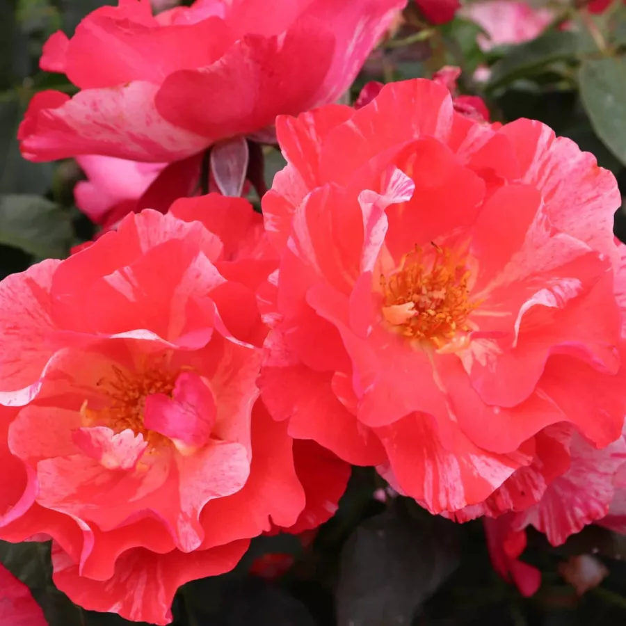 Virágágyi floribunda rózsa - Rózsa - Grimaldi - kertészeti webáruház