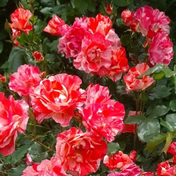 Rosa Grimaldi - rózsaszín - fehér - virágágyi floribunda rózsa