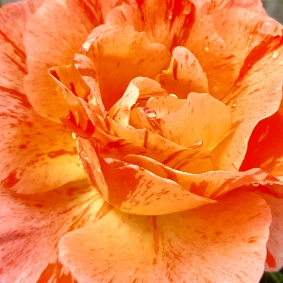 Csésze - Rózsa - Grimaldi - online rózsa vásárlás